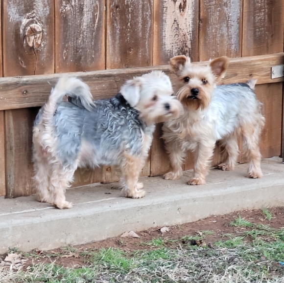 Fast shipper! I don't iron🌵 - Picture 14 of 16